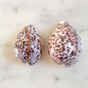Sea Shells Cypraea Tigris 3"x2" (2pcs).